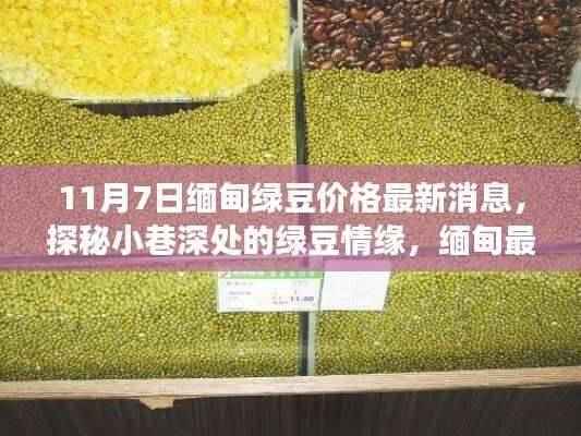 探秘缅甸绿豆情缘,最新价格与美味故事(11月7日更新)