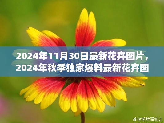独家爆料,2024秋季最新花卉图片大放送,自然之美的清新之旅