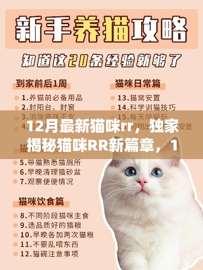 独家揭秘,12月最新猫咪RR时尚潮流与养宠秘籍,猫咪RR新篇章开启🐱
