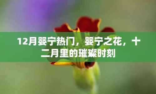 婴宁之花，十二月里的璀璨热门时刻