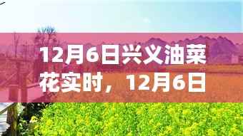 12月6日兴义油菜花种植与管理全程指南,从初识到精通的实时教程