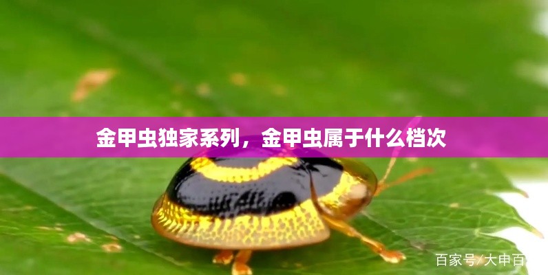 金甲虫独家系列,金甲虫属于什么档次