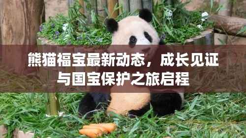 熊猫福宝最新动态,成长见证与国宝保护之旅启程