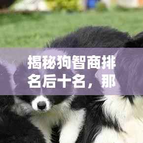 揭秘狗智商排名后十名,那些易被忽视的犬种特征解析
