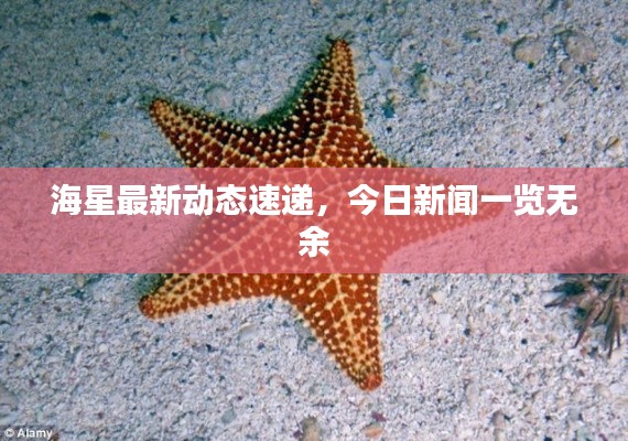 海星最新动态速递,今日新闻一览无余