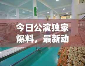 今日公演独家爆料,最新动态抢先看!