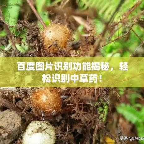 百度图片识别功能揭秘,轻松识别中草药!