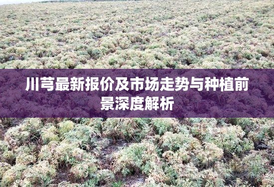 川芎最新报价及市场走势与种植前景深度解析