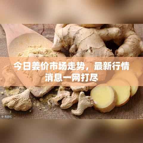 今日姜价市场走势,最新行情消息一网打尽
