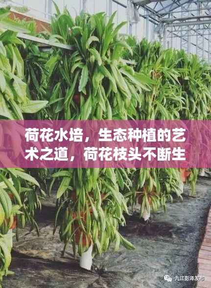 荷花水培,生态种植的艺术之道,荷花枝头不断生长